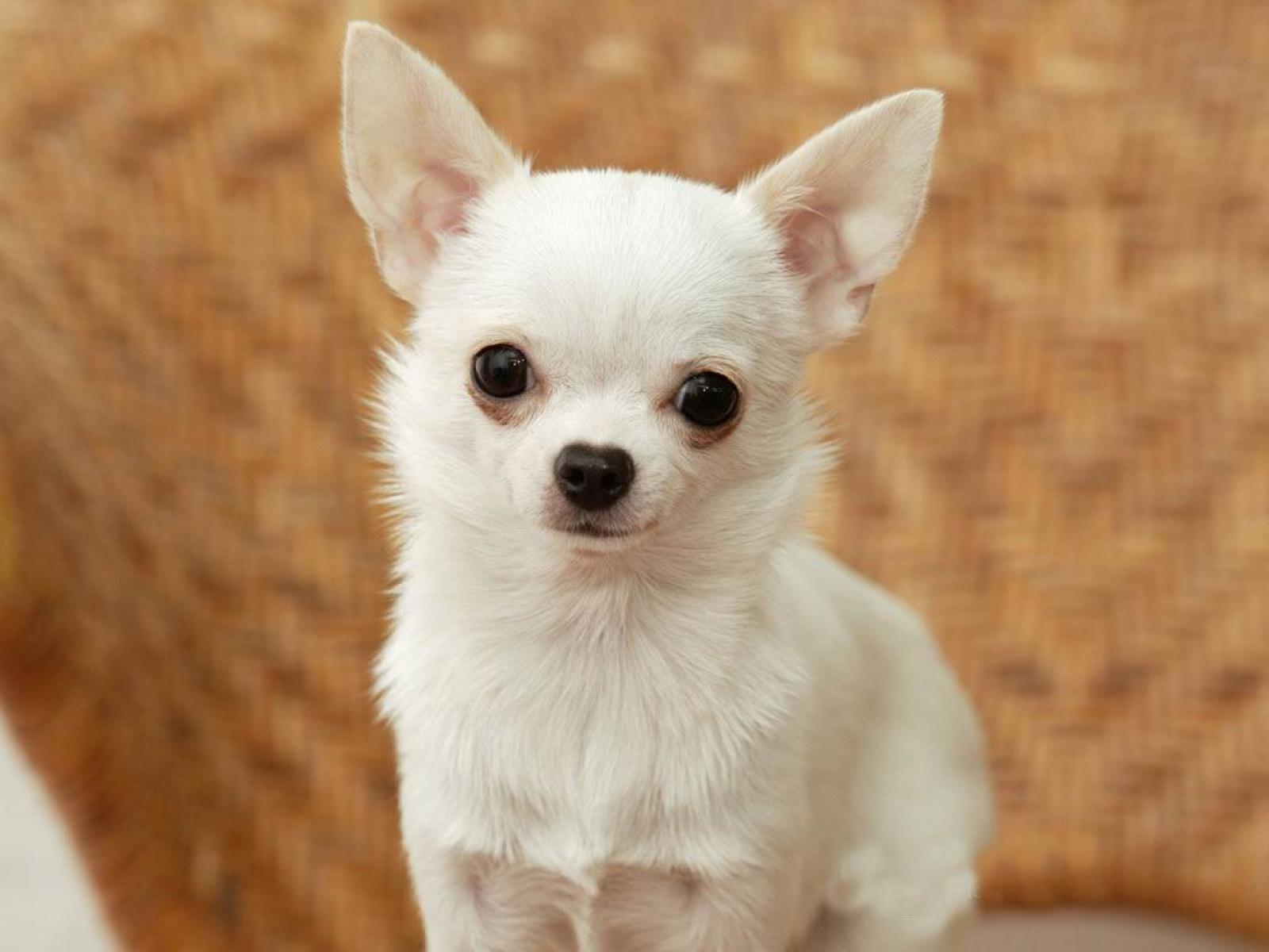 Pretty Chihuahua - Dog Breed