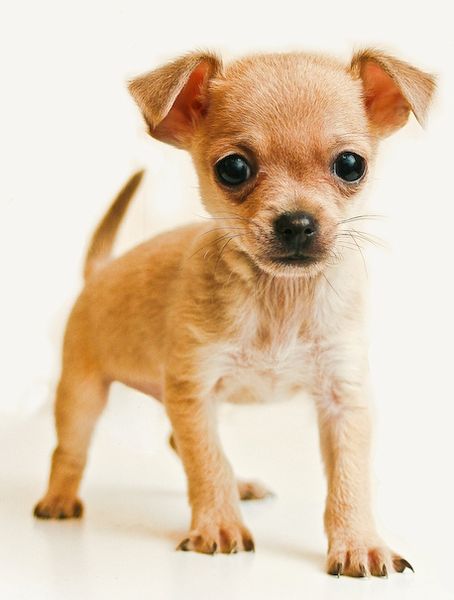 Cute Chihuahua - Dog Breed