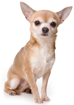 Wallpaper Chihuahua - Dog Breed