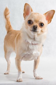 Photo Chihuahua - Dog Breed