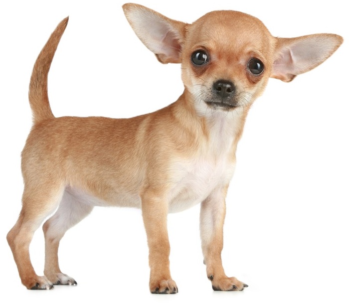 Chihuahua - Dog Breed photo 