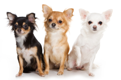 Chihuahua - Dog Breed wallpaper