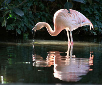 Pretty Chilean flamingo