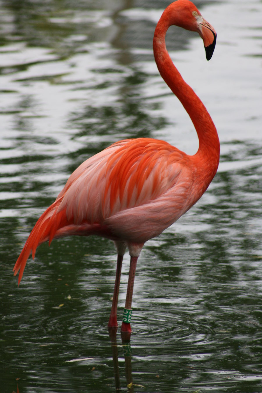 Pretty Chilean flamingo