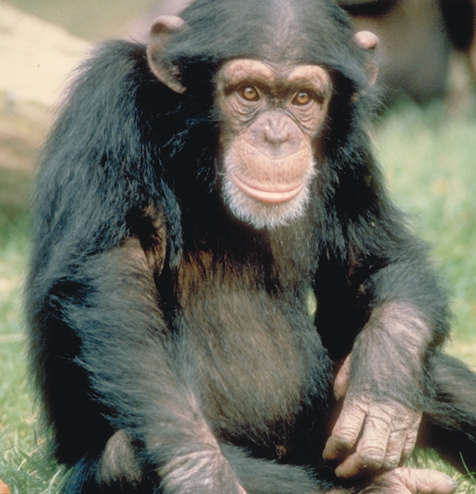Cool Chimpanzee