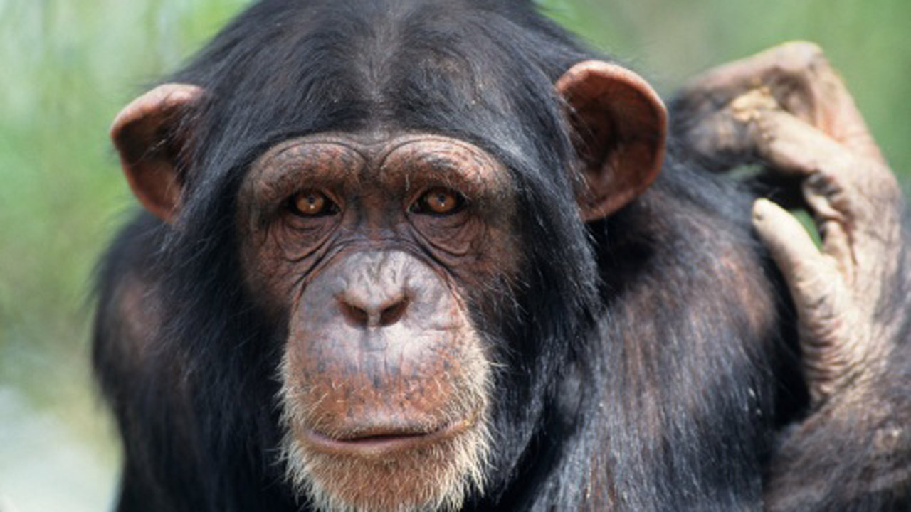 Pretty Chimpanzee