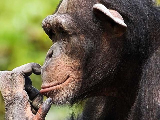 Wallpaper Chimpanzee