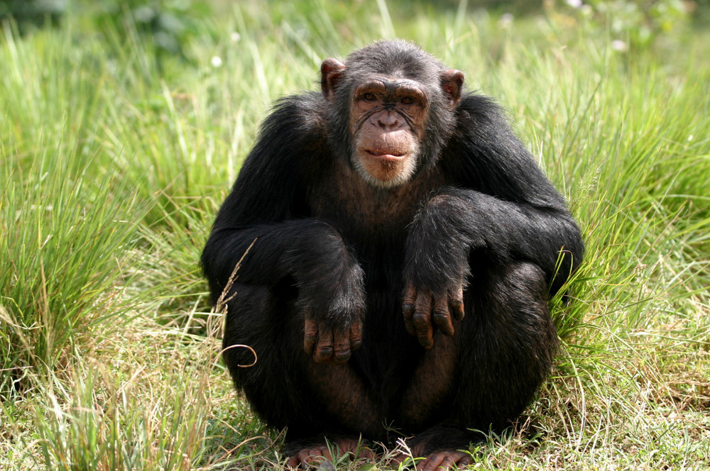 Chimpanzee photo 