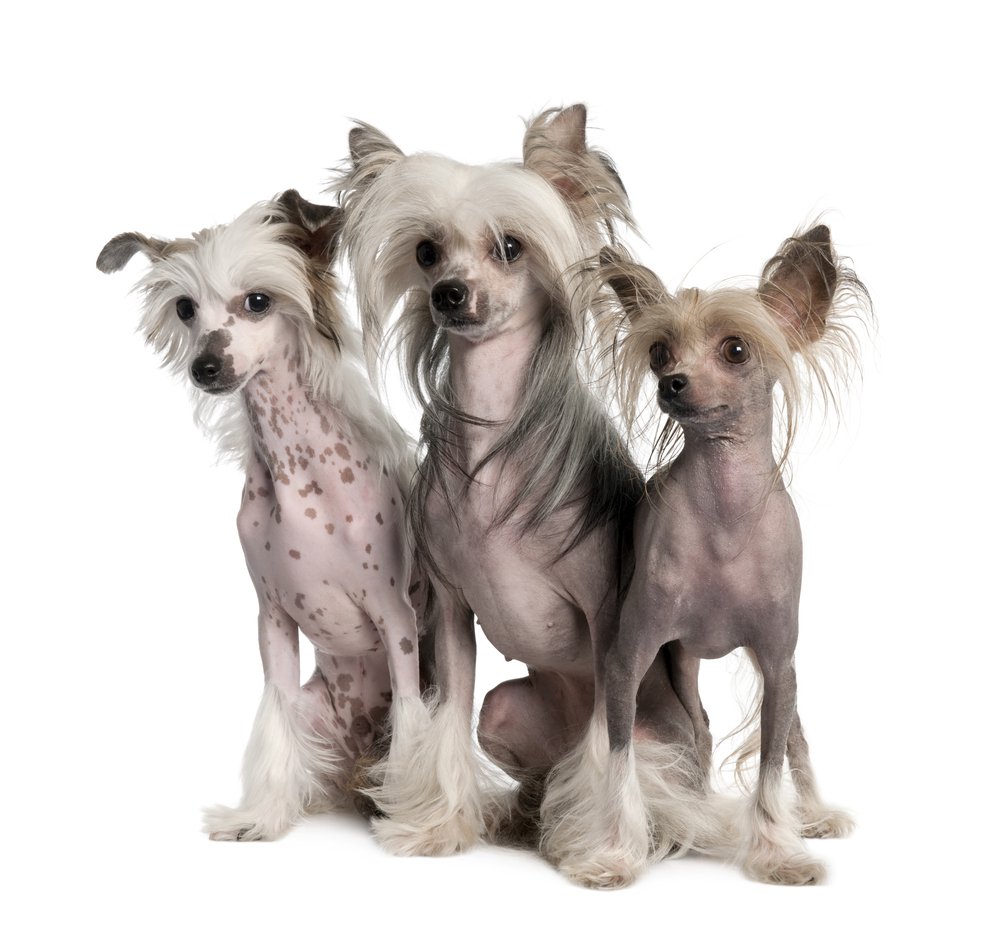 Chinese Crested - Dog Breed