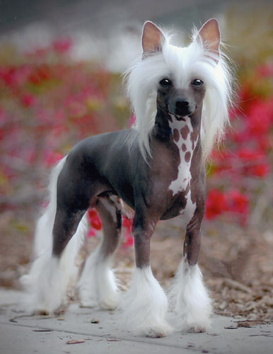 Cool Chinese Crested - Dog Breed