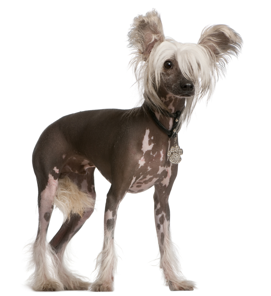 Pretty Chinese Crested - Dog Breed
