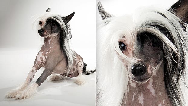 Cute Chinese Crested - Dog Breed