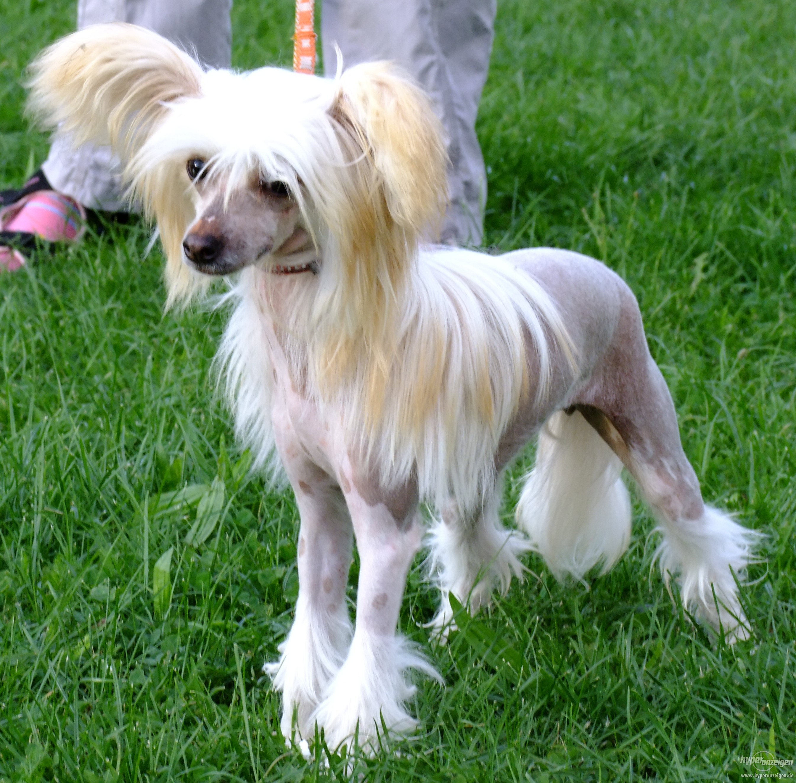 Wallpaper Chinese Crested - Dog Breed