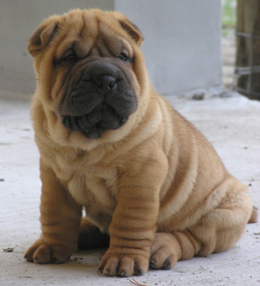 Cool Chinese Shar-Pei - Dog Breed