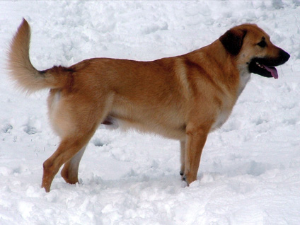 Pretty Chinook Dog - Dog Breed