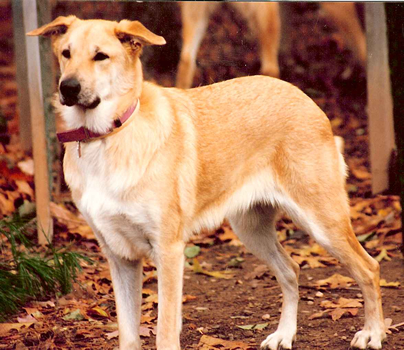 Photo Chinook Dog - Dog Breed