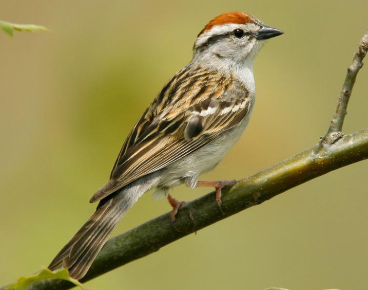 Pretty Chipping sparrow