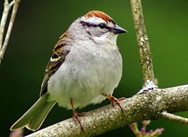 Pretty Chipping sparrow