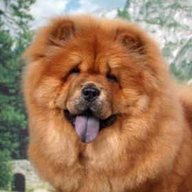 Cool Chow Chow - Dog Breed