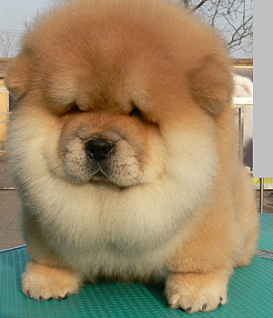 Wallpaper Chow Chow - Dog Breed