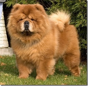 Chow Chow - Dog Breed wallpaper