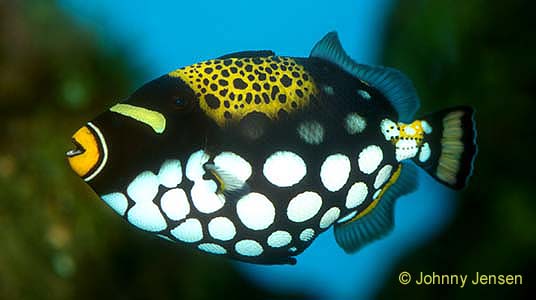 Pretty Clown triggerfish