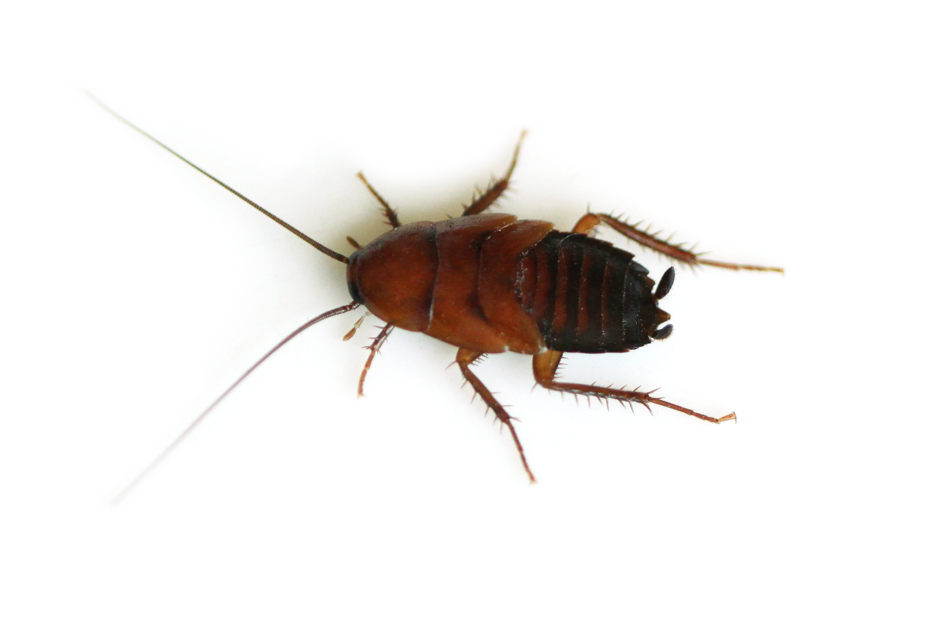 Cool Cockroach