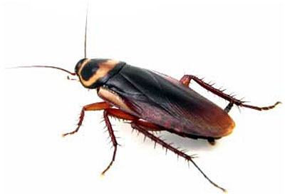 Wallpaper Cockroach