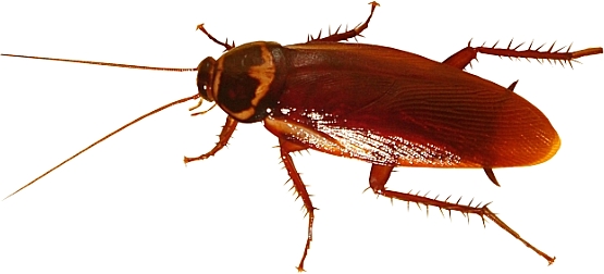 Cockroach photo 