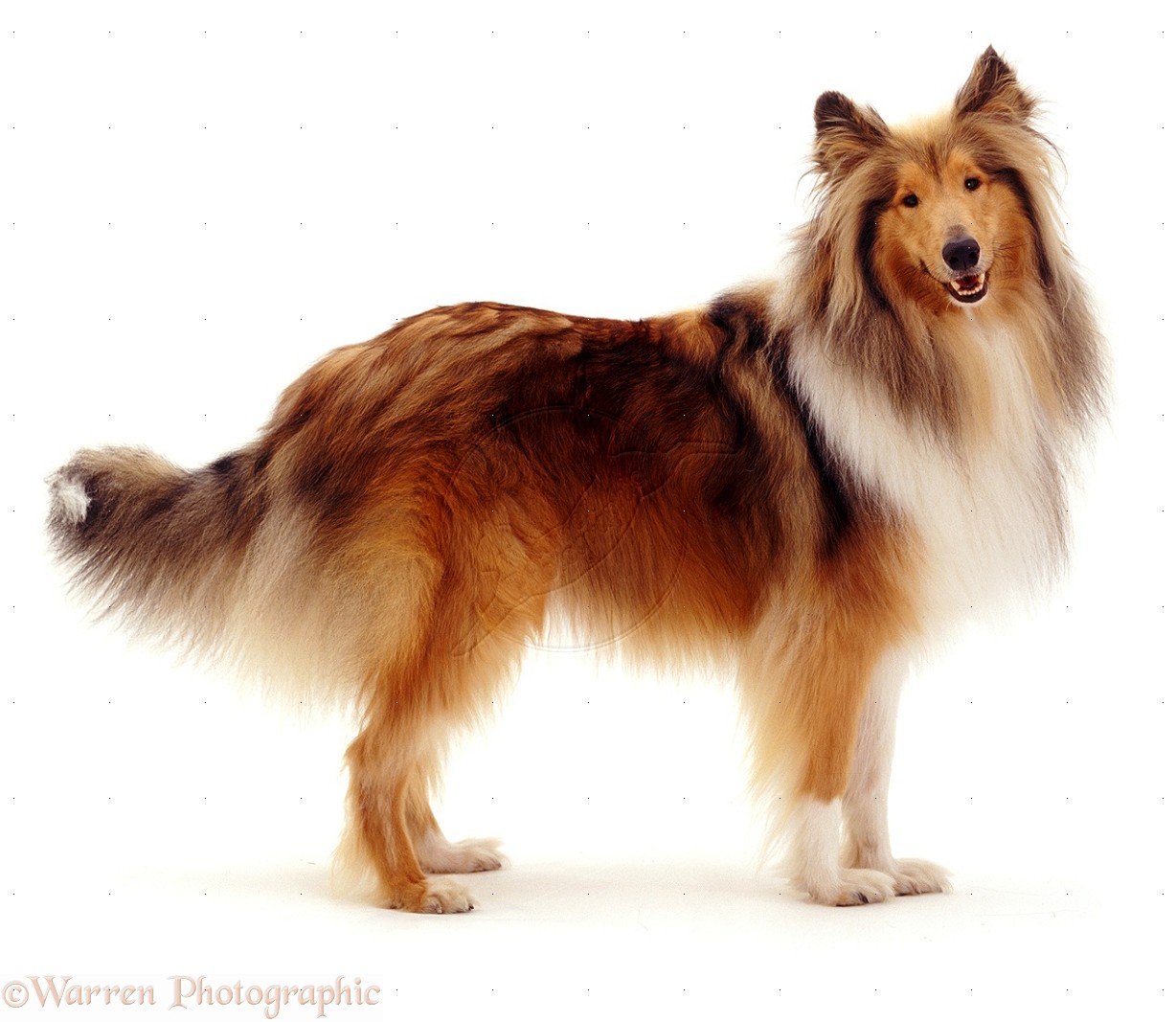 Collie - Dog Breed