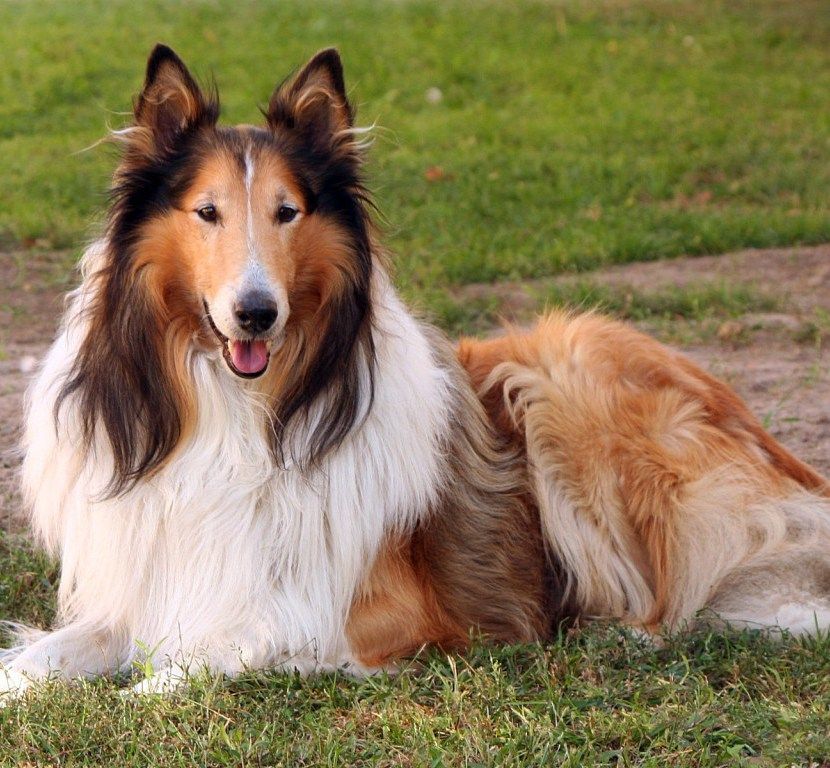 Cool Collie - Dog Breed