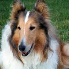 Wallpaper Collie - Dog Breed