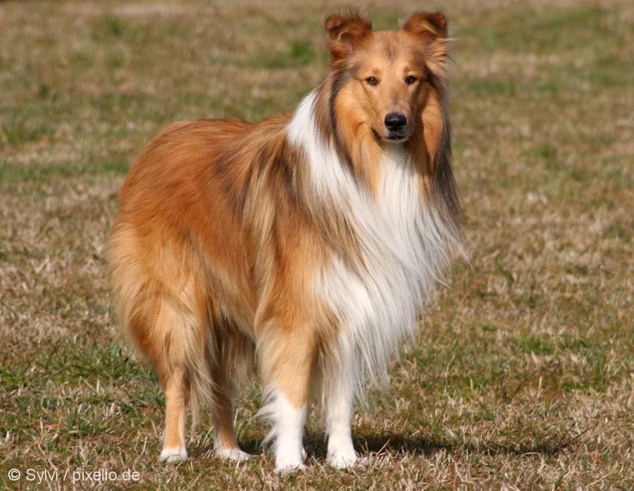 Collie - Dog Breed wallpaper