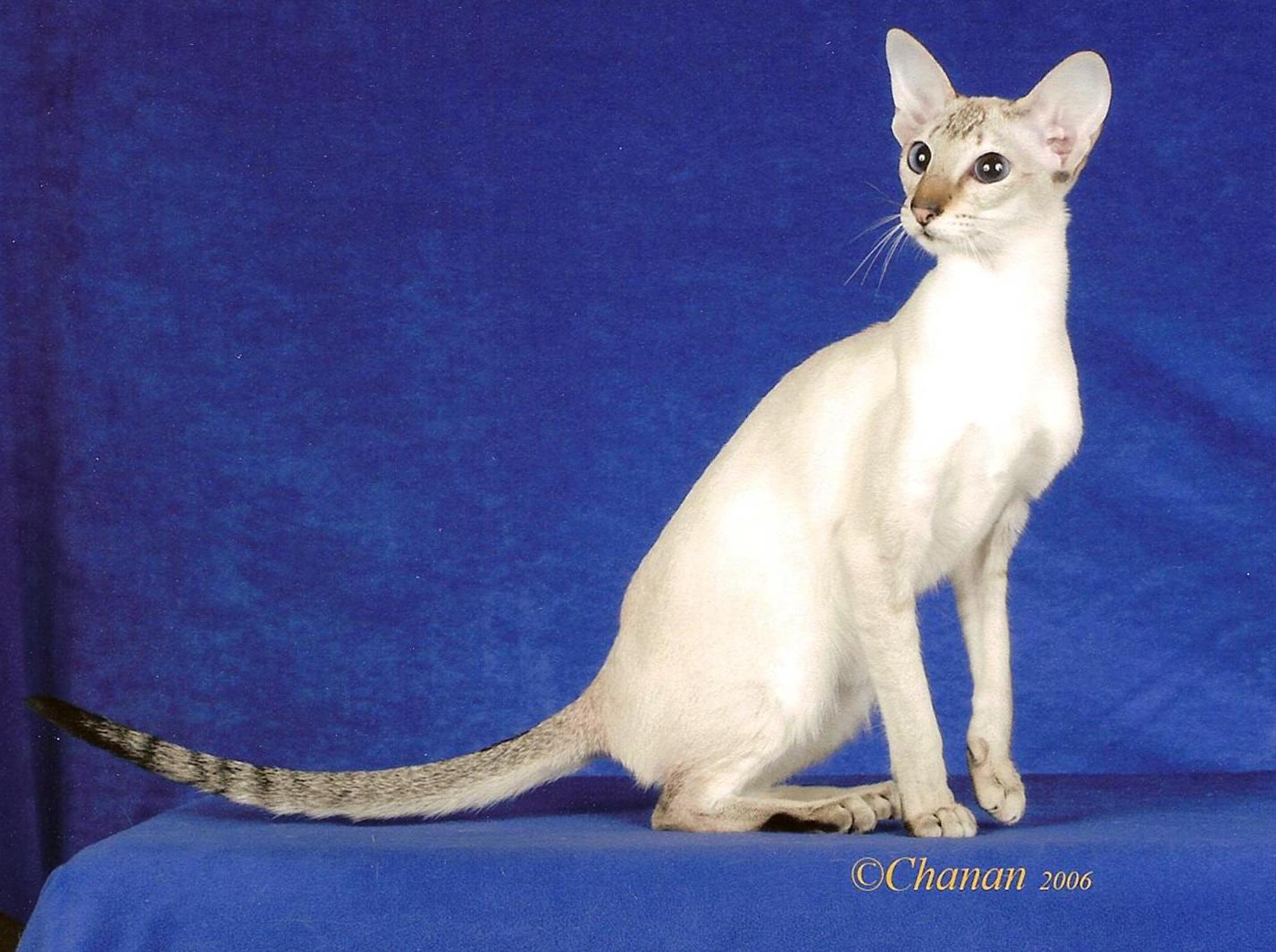 Colorpoint Shorthair - Cat Breed