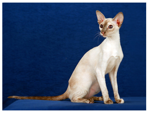 Nice Colorpoint Shorthair - Cat Breed