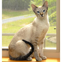 Cool Colorpoint Shorthair - Cat Breed
