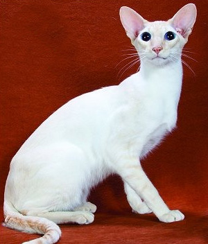 Pretty Colorpoint Shorthair - Cat Breed