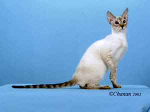 Cute Colorpoint Shorthair - Cat Breed