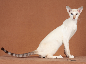 Wallpaper Colorpoint Shorthair - Cat Breed