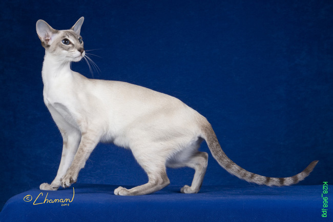 Photo Colorpoint Shorthair - Cat Breed