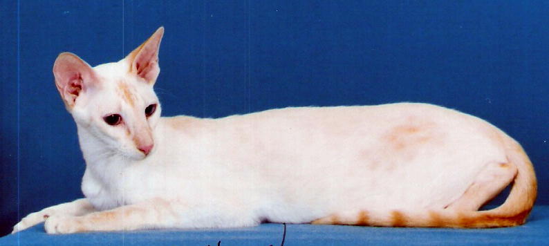Colorpoint Shorthair - Cat Breed photo 