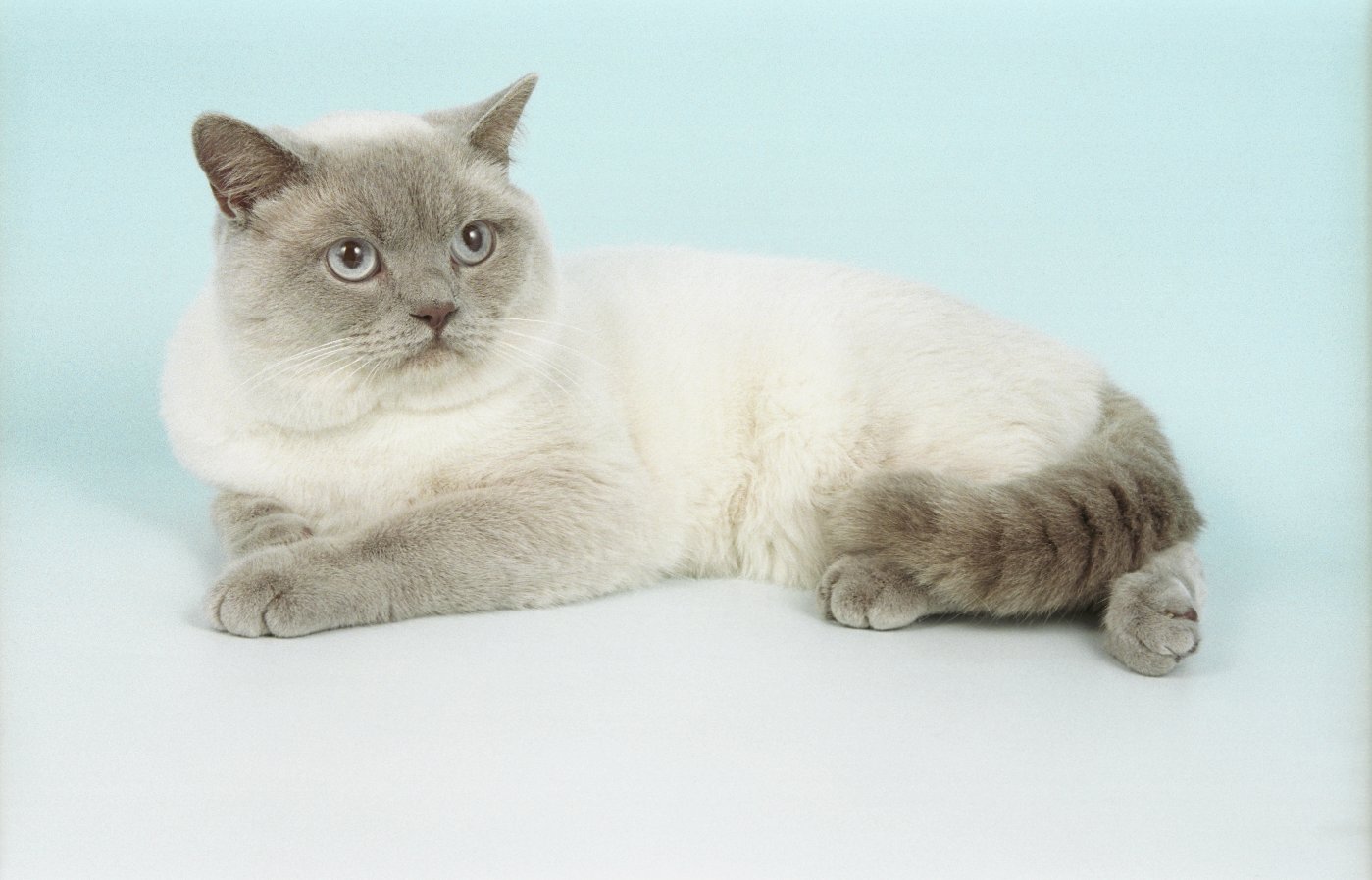 Colorpoint Shorthair - Cat Breed wallpaper