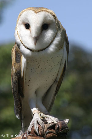 Pretty Common barn owl