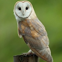 Pretty Common barn owl