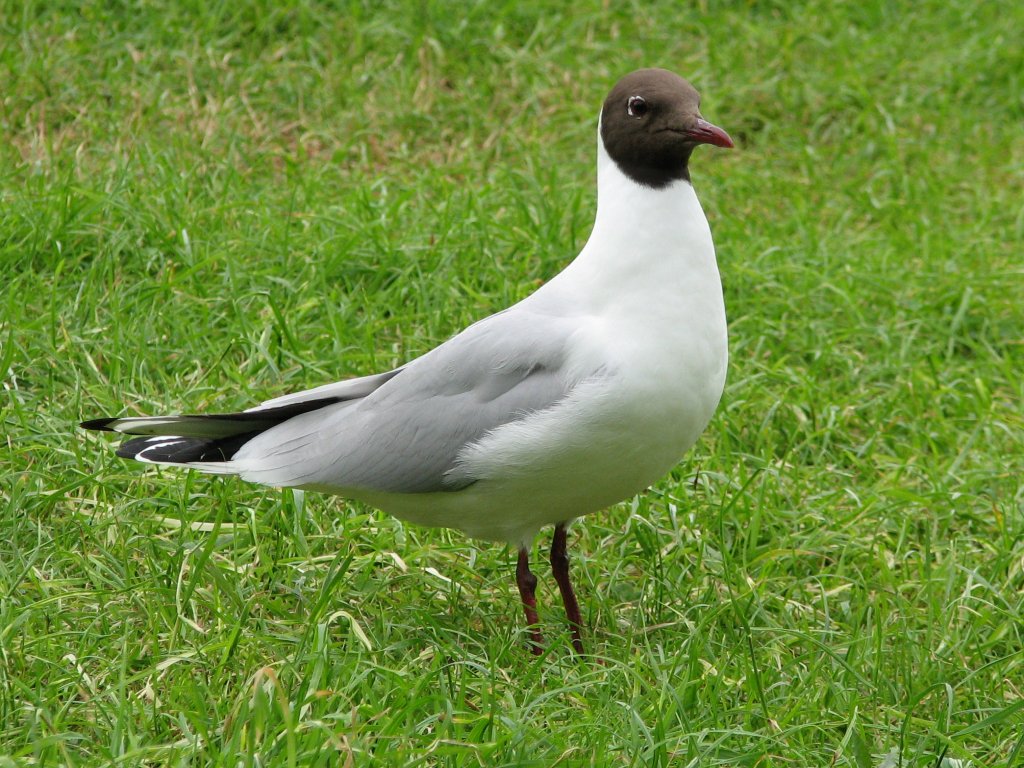 Pretty Common black-headed gull