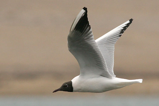 Pretty Common black-headed gull