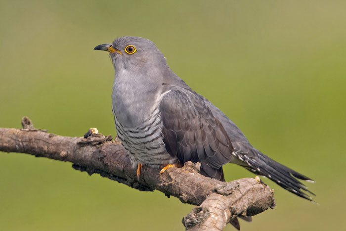 Pretty Common cuckoo
