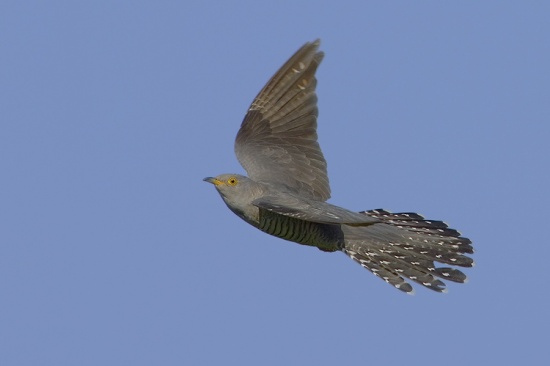 Pretty Common cuckoo