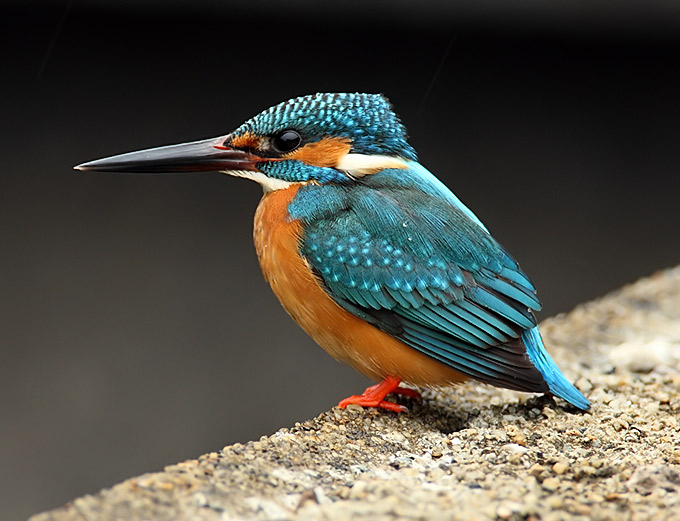 Pretty Common kingfisher