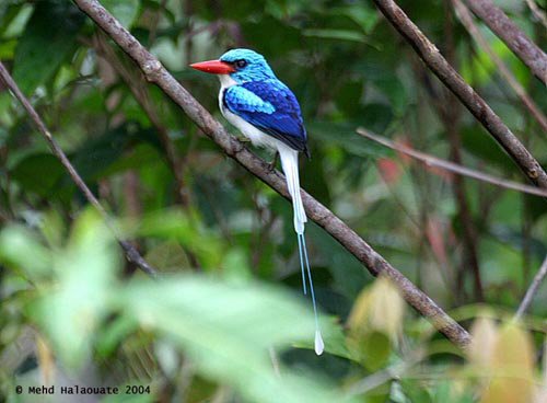 Common paradise kingfisher